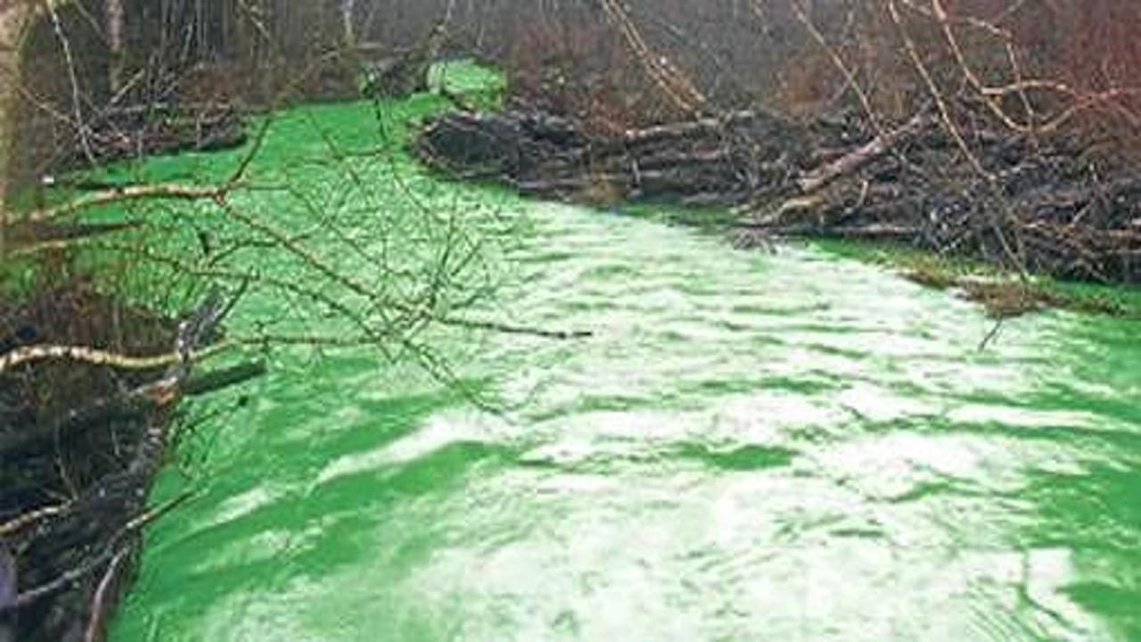 Höchst’te Alter Rhein Nehri Yeşile Döndü