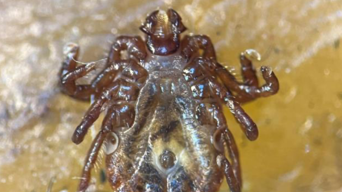 Türkiye’de Yeni Kene Türü Alarmı: Haemaphysalis longicornis Tespit Edildi, Avrupa’ya Yayılma Riski Var Türkiye’de Yeni Kene Türü Alarmı: Haemaphysalis longicornis Tespit Edildi, Avrupa’ya Yayılma Riski Var