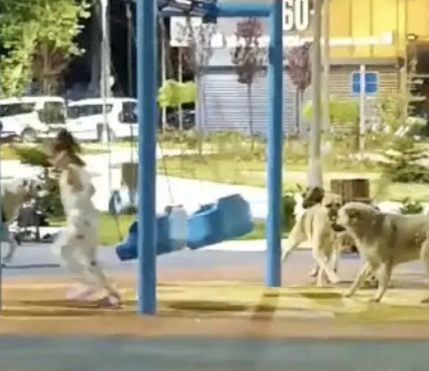 Vorarlberg’de Köpeklerle İlgili Yönetim Kararları: Oyun Alanlarında Yasak, Kamusal Alanlarda Tasma Zorunluluğu