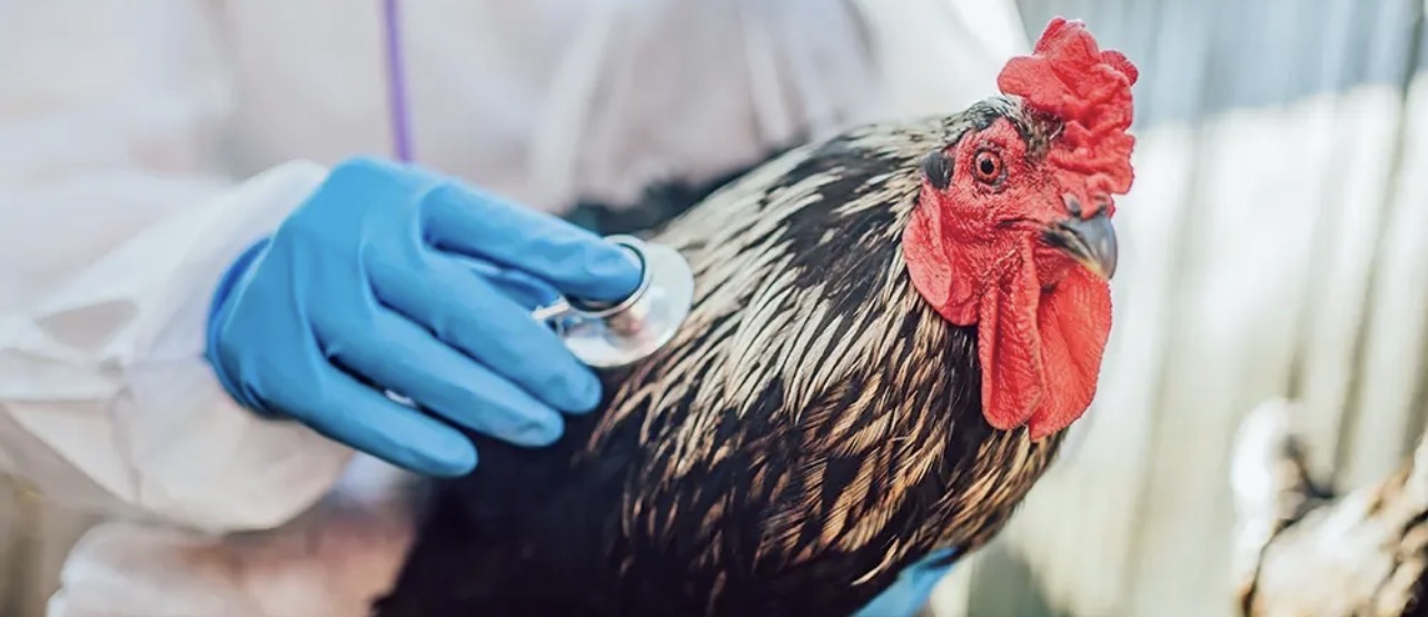 Hard’da İlk Kuş Gribi Vakaları Tespit Edildi Hard’da İlk Kuş Gribi Vakaları Tespit Edildi