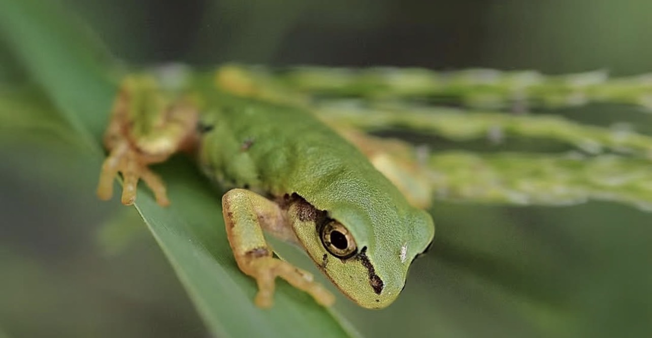 Kurbağa Bağırsaklarından Çıkan Bakteri Farelerde Tümörleri Yok Etti: İnsan Denemeleri İçin Umut Işığı Kurbağa Bağırsaklarından Çıkan Bakteri Farelerde Tümörleri Yok Etti: İnsan Denemeleri İçin Umut Işığı